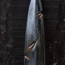 Product thumb image